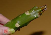 20070718_sg_01 20070718_sg_01