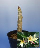 20080410_magameponi_01