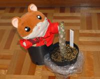 20080415_magameponi_02