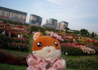 20080601_rose_10