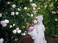 20080601_rose_11